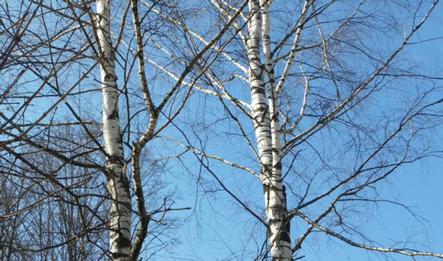 Березовая пыльца накрыла регион: аллергикам в Воронежской области стало сложнее - Новости Воронежа, 05.04.2026