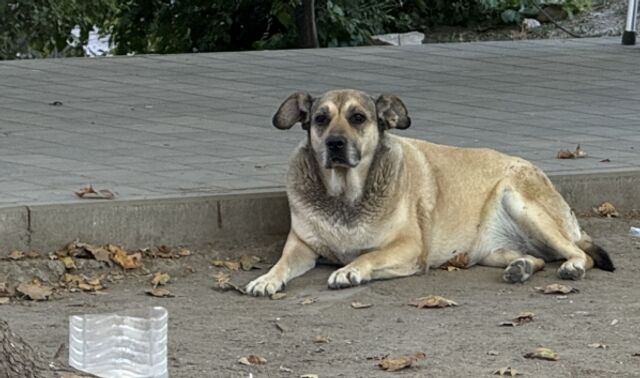 Стая собак держит в страхе двор на Жемчужной: едва не пострадал ребёнок - Новости Воронежа, 05.04.2026