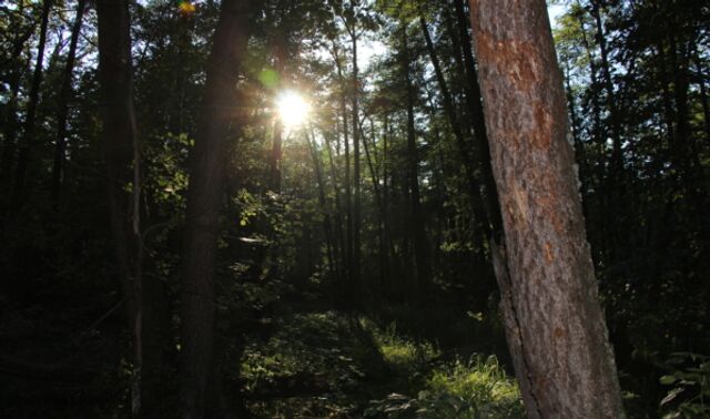 В Воронежской области с начала сезона клещи укусили 60 человек - Новости Воронежа, 15.04.2026