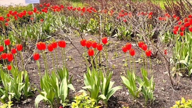 Дендропарк на Первомайской открыли раньше срока Дендропарк на Первомайской открыли раньше срока - 66.ru — Городской портал Екатеринбурга, 18.05.2025
