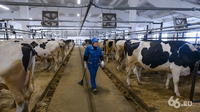 Фермеры стали открывать отели в бывших советских коровниках - 66.ru — Городской портал Екатеринбурга, 11.06.2025