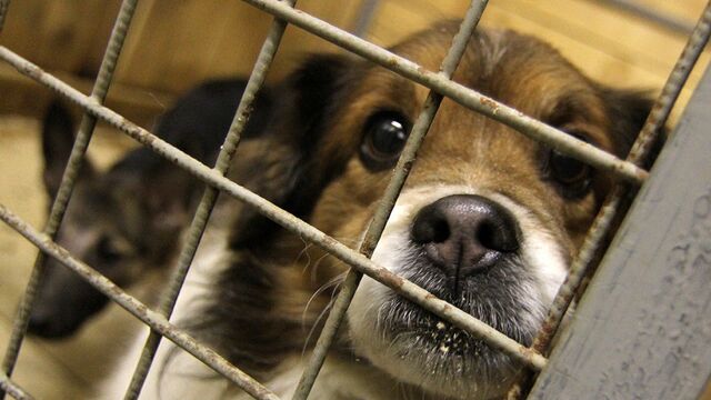 В Свердловской области после закрытия приюта убьют почти сотню кошек и собак - 66.ru — Городской портал Екатеринбурга, 20.02.2026