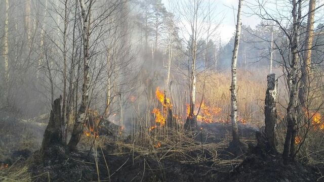 В Екатеринбурге ввели противопожарный режим. Он — жестче, чем во всей области - 66.ru — Городской портал Екатеринбурга, 15.04.2026