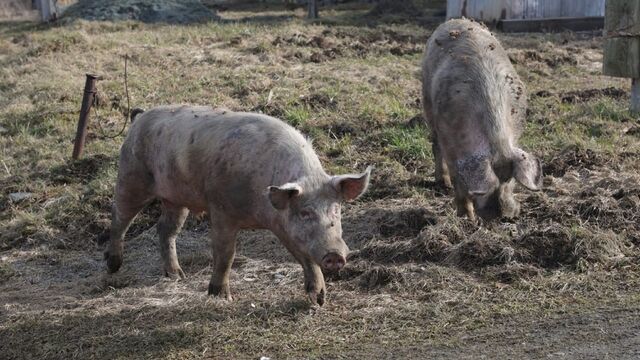 Одичалые ревдинские свиньи вернулись на улицы города. Фото - 66.ru — Городской портал Екатеринбурга, 15.04.2026