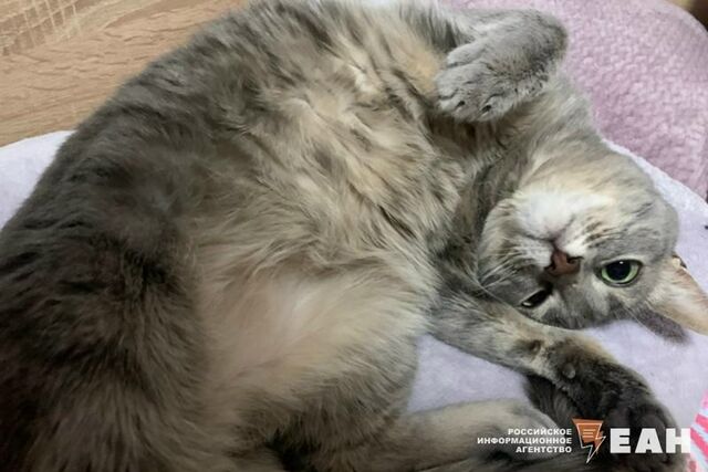 Штрафы за выброшенных животных хотят увеличить в 10 раз Штрафы за выброшенных животных хотят увеличить в 10 раз - ЕАН. Европейско-Азиатские Новости, 16.04.2026