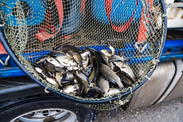 В Магнитогорске выпустили 50 тысяч мальков сазана в Урал - Полит74, 07.11.2025