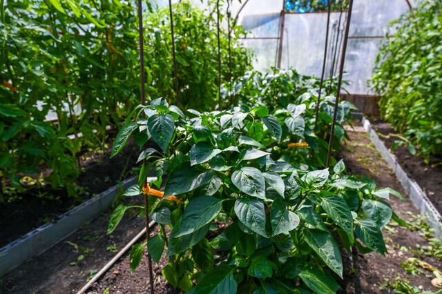 Агроном Ирина Климкова назвала ТОП-5 важных дел на даче в марте - Полит74, 14.03.2026