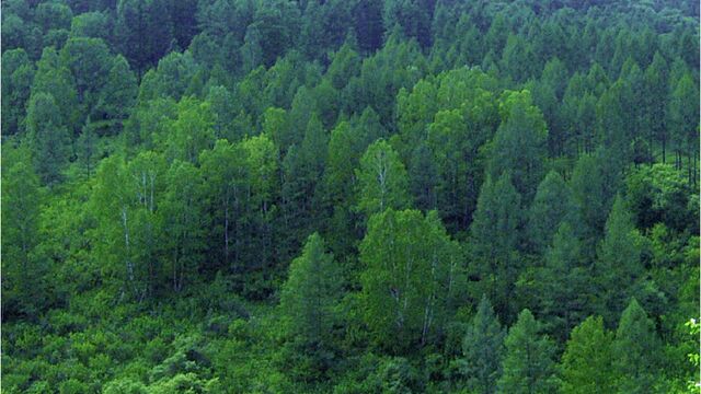 В алтайских лесах разложили более 100 тысяч доз вакцины от бешенства - Алтайская правда, 06.08.2025