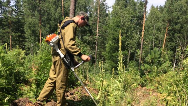 В Алтайском крае продолжаются агротехнические уходы за лесными культурами - Алтайская правда, 30.08.2025