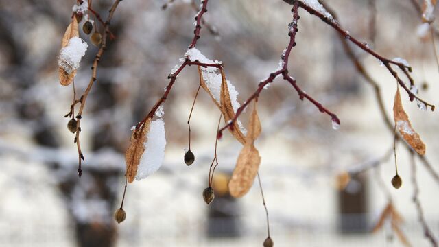 Жителей Алтайского края предупредили о заморозках - Алтайская правда, 13.09.2025