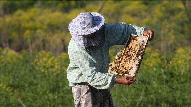 Пчеловоды готовятся к всероссийскому Апифоруму «Алтай 2025» Пчеловоды готовятся к всероссийскому Апифоруму «Алтай 2025» - Алтайская правда, 31.10.2025