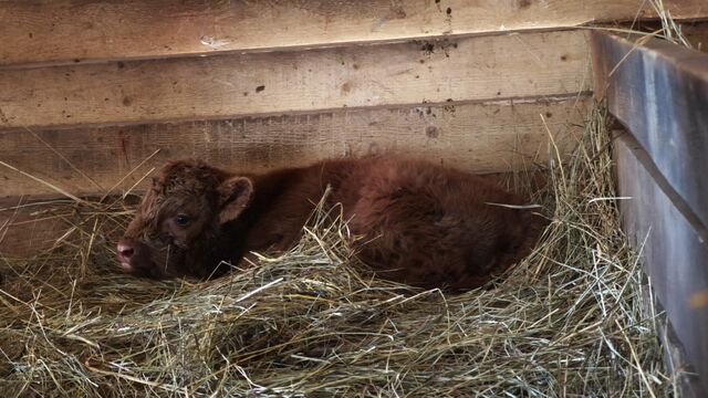 В зоопарке Барнаула родилась телочка шоколадного цвета В зоопарке Барнаула родилась телочка шоколадного цвета - Алтайская правда, 09.11.2025