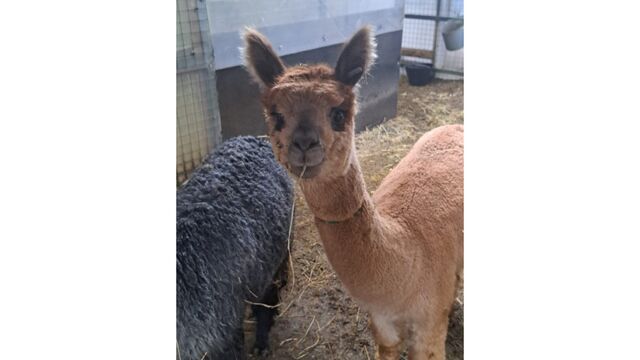 В барнаульский зоопарк привезут альпак из Чили - Алтайская правда, 16.11.2025