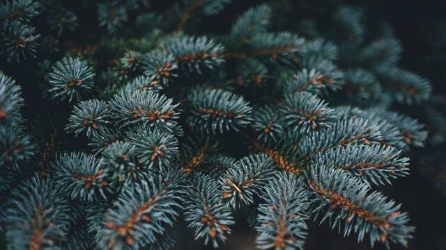 Охота за елками. Первую новогоднюю «красавицу» незаконно срубили в Алтайском крае Охота за елками. Первую новогоднюю «красавицу» незаконно срубили в Алтайском крае - Алтайская правда, 17.11.2025