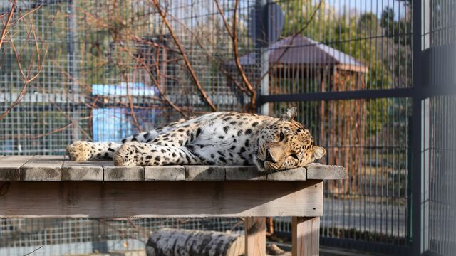 Мамы смогут посетить барнаульский зоопарк бесплатно - Алтайская правда, 18.11.2025