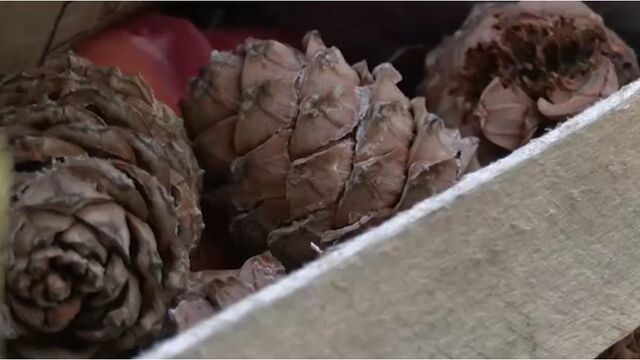 Алтайского сельчанина оштрафовали за сбор кедровых шишек - Алтайская правда, 19.11.2025