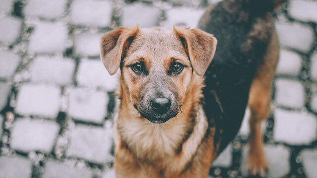 В Барнауле стая из 50 собак может оказаться на улице - Алтайская правда, 19.11.2025