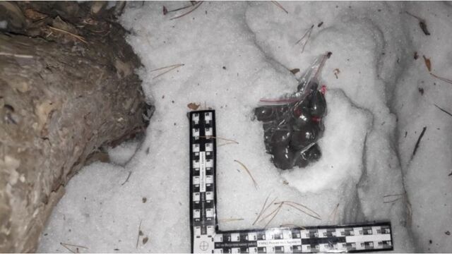 В Барнауле полицейские изъяли у кемеровчанина более 250 граммов наркотиков - Алтайская правда, 05.03.2026