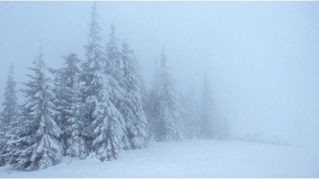 Снежный циклон принес в Алтайский край метели и порывистый ветер - Алтайская правда, 13.03.2026