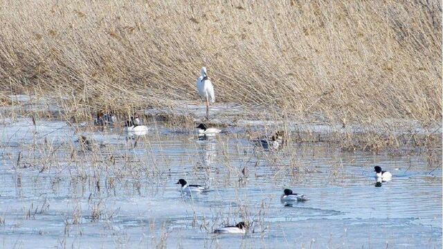 Два природоохранных проекта Алтайского края получили гранты Президентского фонда - Алтайская правда, 13.03.2026