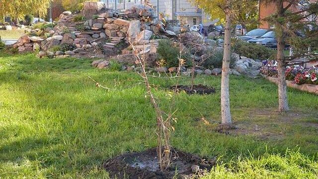В текущем году в Барнауле посадят свыше 660 деревьев и 1100 кустарников - Алтайская правда, 13.03.2026