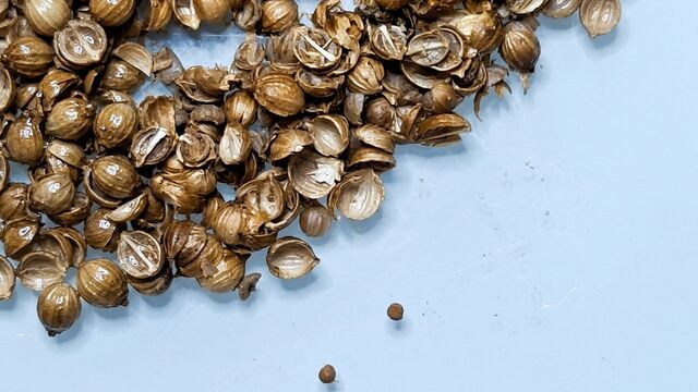 Семена опасного сорняка нашли в Алтайском крае в партии специй из Кыргызстана - Алтайская правда, 17.03.2026