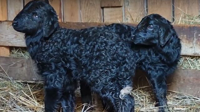 Два очаровательных черных ягненка родились в зоопарке Барнаула - Алтайская правда, 22.03.2026