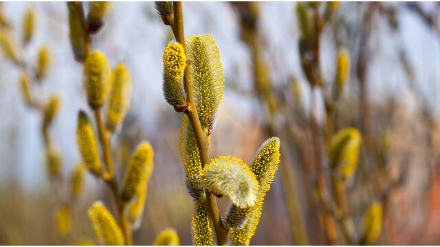 По-весеннему тепло и солнечно будет в Алтайском крае 29 марта - Алтайская правда, 29.03.2026