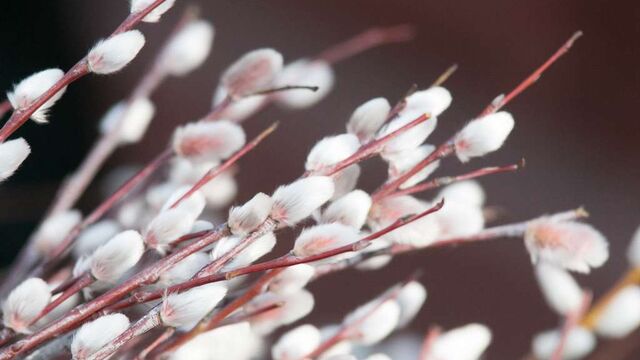 До +13 градусов и без осадков ожидается в Алтайском крае - Алтайская правда, 07.04.2026