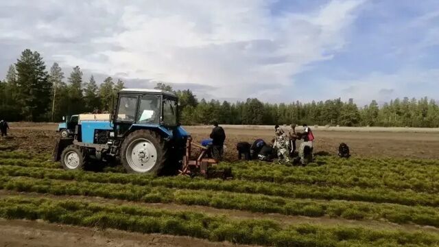 В Алтайском крае приступили к посадке леса - Алтайская правда, 16.04.2026