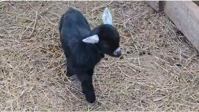 Жорик и семеро козлят. В барнаульском зоопарке появились на свет тройняшки - Алтайская правда, 19.04.2026