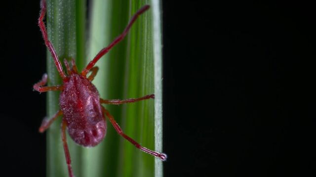 За неделю в Алтайском крае 112 человек пострадали от укусов клещей - Алтайская правда, 25.04.2026