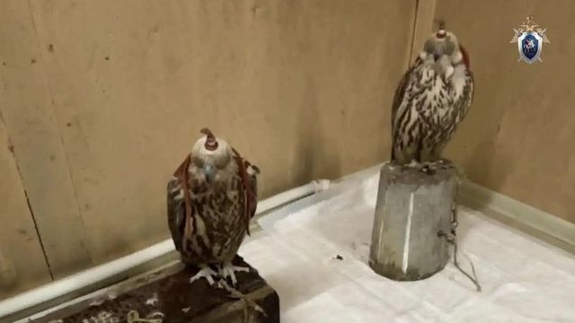 Трех иностранцев осудили в Алтайском крае за контрабанду краснокнижных птиц - Алтайская правда, 08.07.2026
