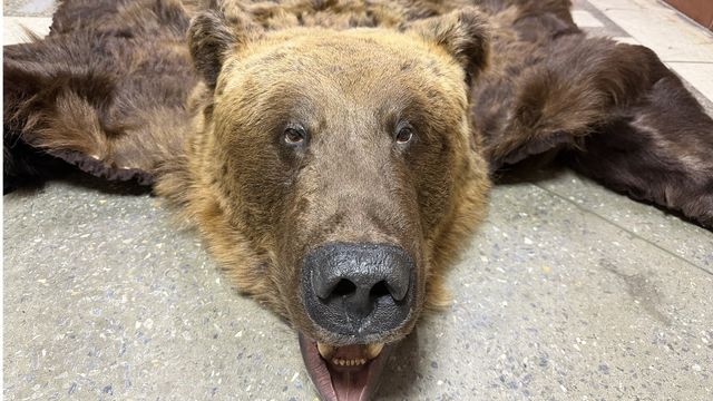 Алтайские таможенники пресекли незаконный вывоз деривата бурого медведя за границу - Алтайская правда, 09.07.2026