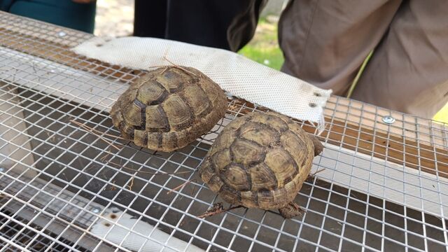 Проект по восстановлению исчезающего вида черепах начали в Кавказском заповеднике. - Кубань 24. Новости, происшествия, ДТП, 24.03.2026