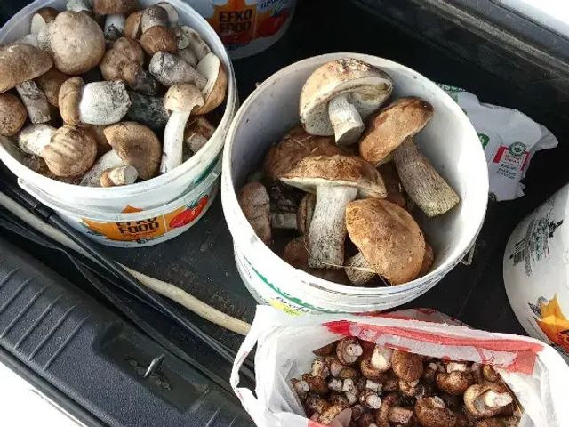 Грибники Ростовской области рассказали, как новичкам научиться собирать грибы - Новости Ростова|DonDay, 12.10.2026
