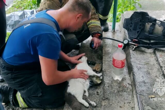 В Челябинске пожарные спасли от огня семерых человек и двух котов - Издательский дом "Губерния", 20.06.2025