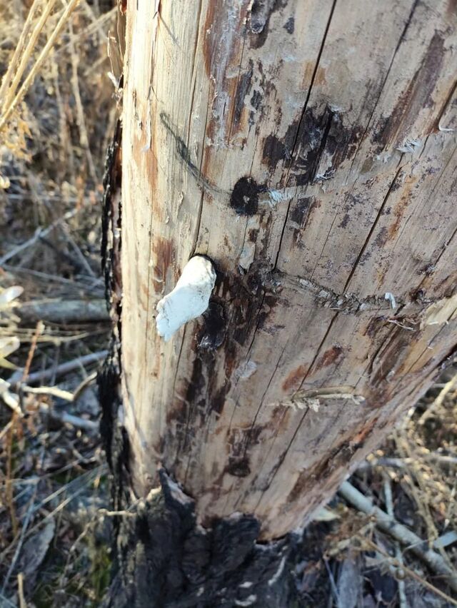 Редкую находку из мира дикой природы обнаружили на Южном Урале - Издательский дом "Губерния", 07.11.2025
