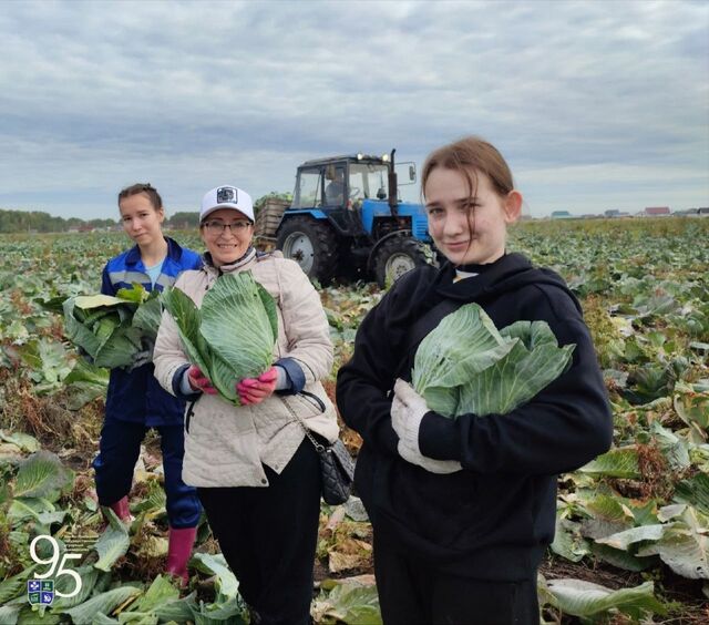 Студенты-аграрии помогли собрать урожай капусты на Южном Урале - Издательский дом "Губерния", 07.11.2025