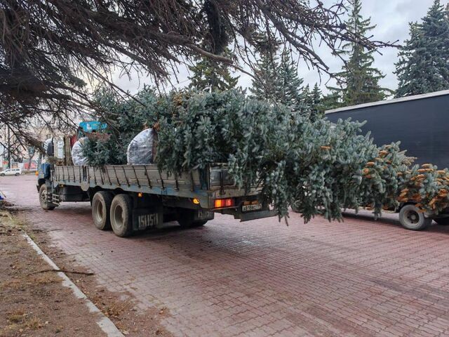 На двух челябинских улицах высадили голубые ели - Издательский дом "Губерния", 08.11.2025