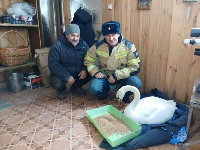 На Южном Урале сотрудники МЧС спасли лебедя, вмерзшего в лед - Издательский дом "Губерния", 19.11.2025