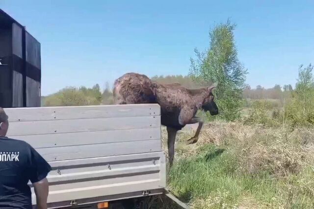 Забредшую в центр Челябинска лосиху благополучно вернули в лес - Издательский дом "Губерния", 15.05.2026