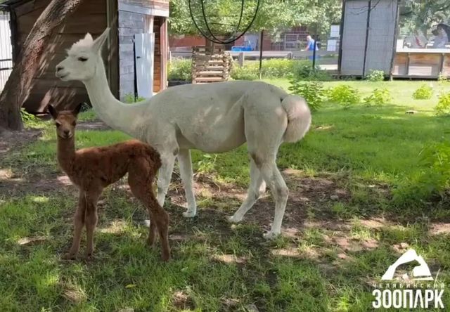 В челябинском зоопарке альпака Дуся второй раз стала мамой - Издательский дом "Губерния", 11.07.2026