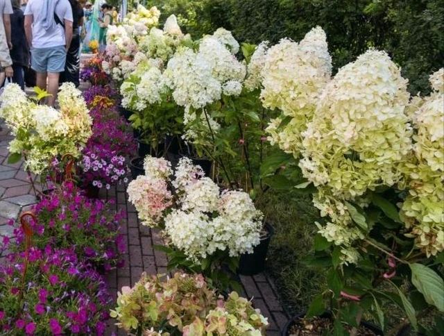 На месте бывшей незаконной свалки в поселке Западный зацвели гортензии - Издательский дом "Губерния", 22.09.2026