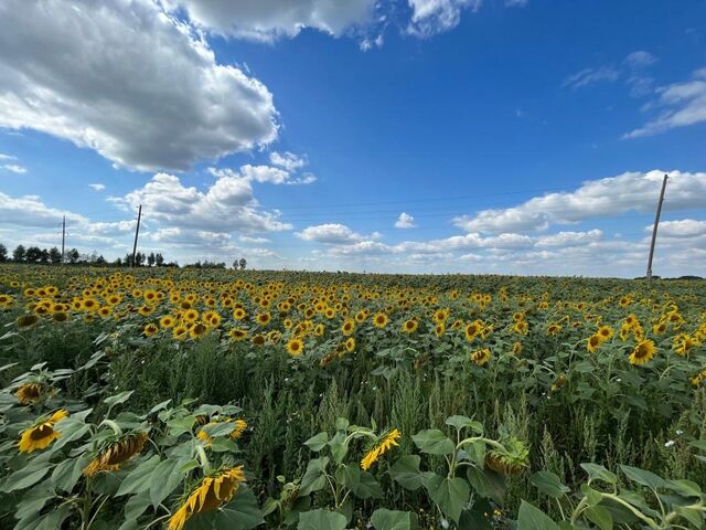 Рекордный урожай подсолнечника собрали в Алтайском крае - Телевидение Алтайского края Катунь 24, 26.12.2024