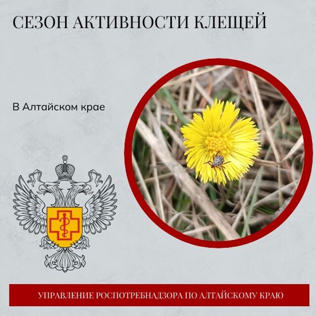 В Алтайском крае сохраняется опасность укусов клещей - Телевидение Алтайского края Катунь 24, 12.07.2025