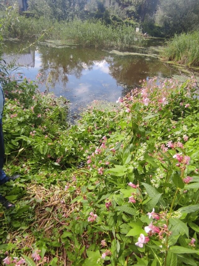 Двухлетний ребенок утонул в водоёме в Алтайском крае - Телевидение Алтайского края Катунь 24, 07.08.2025