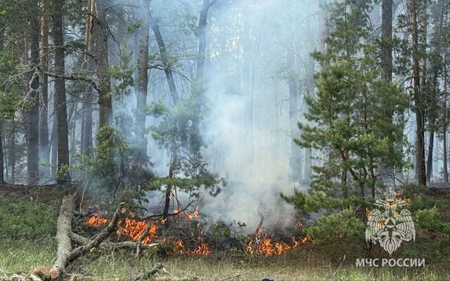 Класс пожарной опасности снизился в четырех районах Воронежской области - Обозреватель.Врн, 14.06.2025