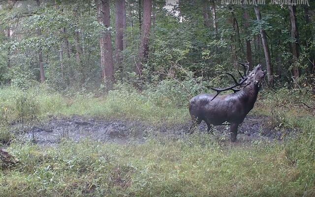 Не менее 50 оленей-самцов насчитали в воронежском заповеднике - Обозреватель.Врн, 23.10.2025