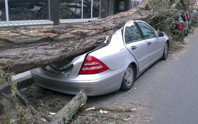 За упавший на иномарку дуб 450 тысяч заплатило руководство турбазы в Воронежской области За упавший на иномарку дуб 450 тысяч заплатило руководство турбазы в Воронежской области - Обозреватель.Врн, 31.10.2025